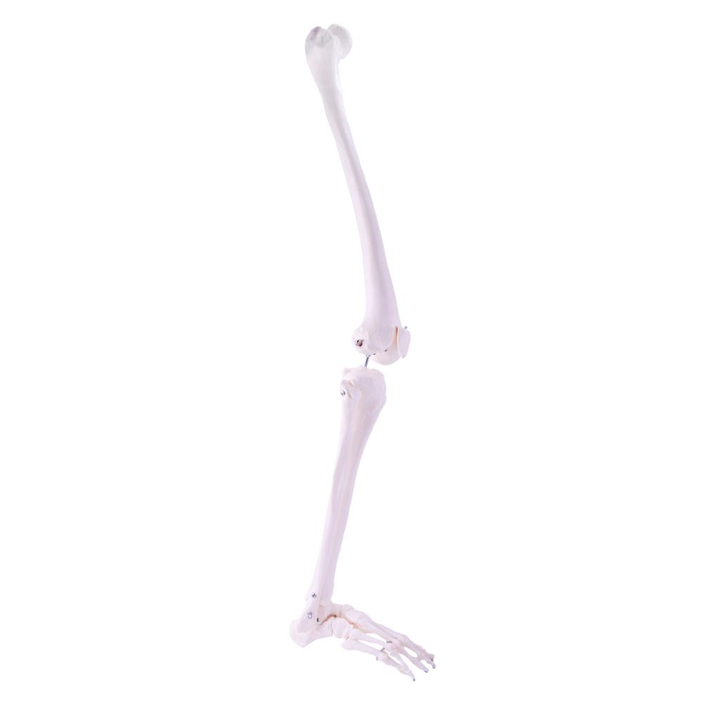 HeineScientific | Skelettmodell Bein (H139152)