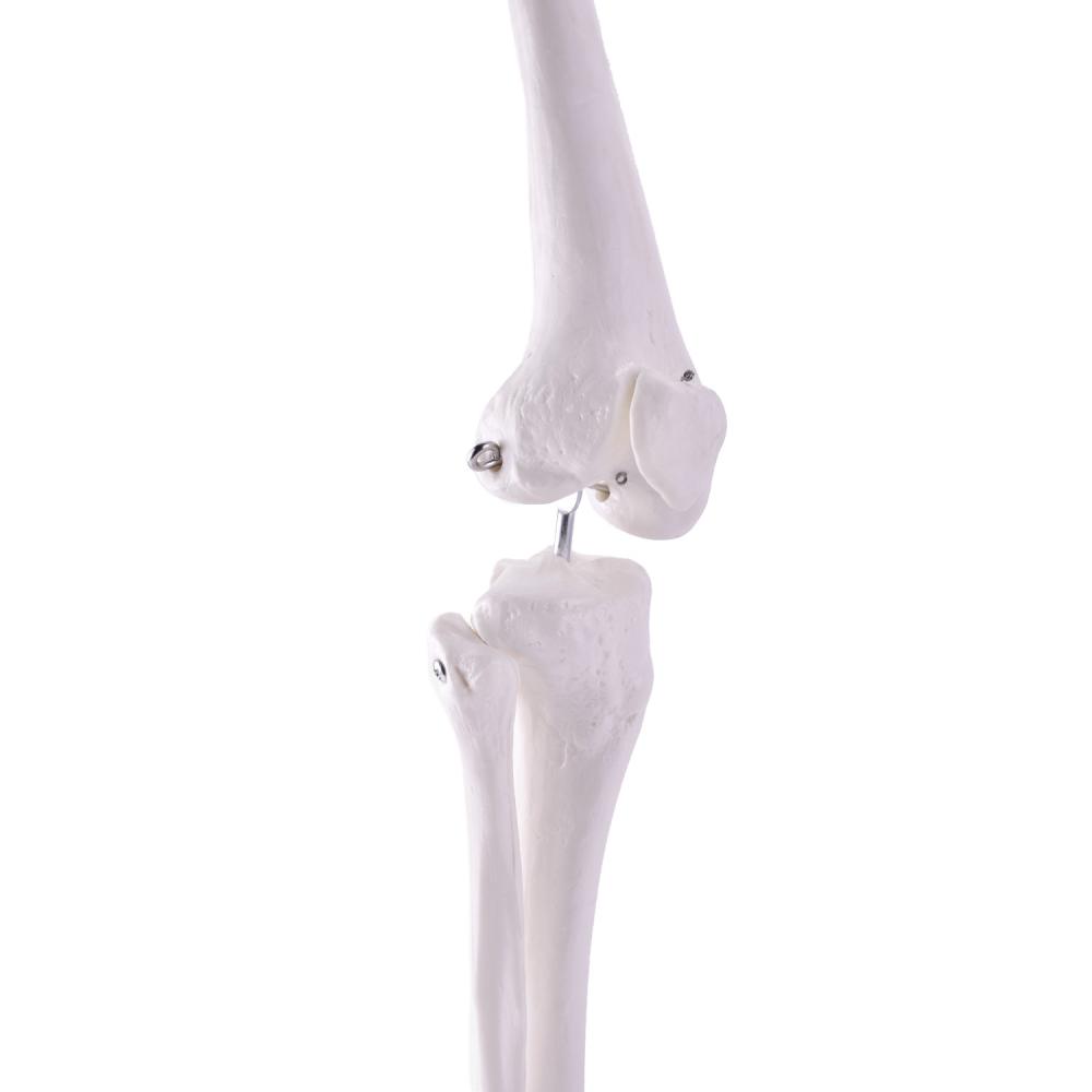 HeineScientific | Skelettmodell Bein (H139152)