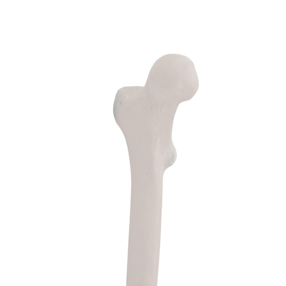 HeineScientific | Skelettmodell Bein (H139152)