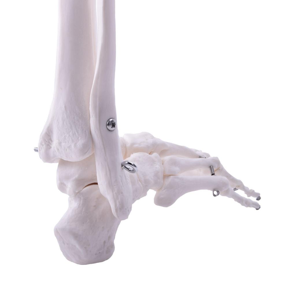 HeineScientific | Skelettmodell Bein (H139152)