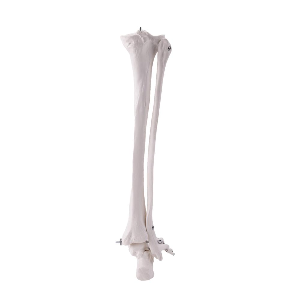 HeineScientific | Skelettmodell Bein (H139152)