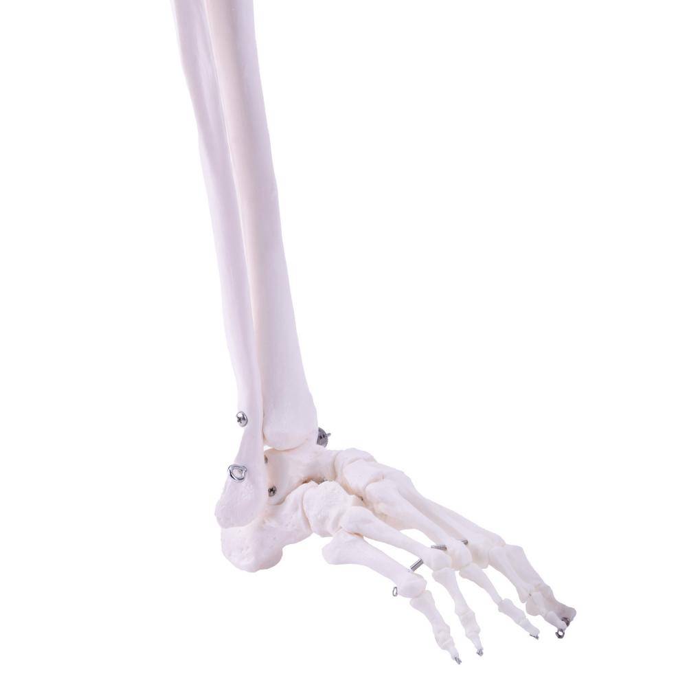 HeineScientific | Skelettmodell Bein (H139152)