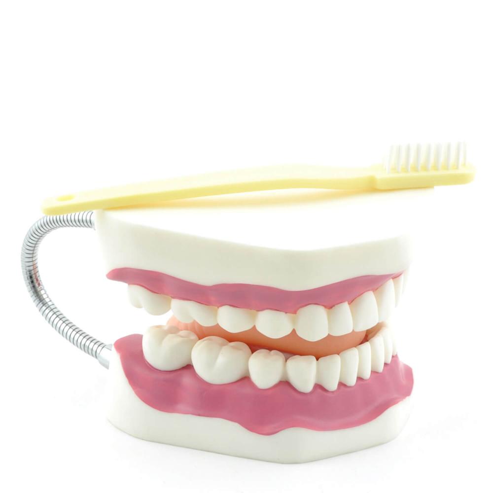 HeineScientific Zahnpflegemodell mit Zahnbürste (H130372)