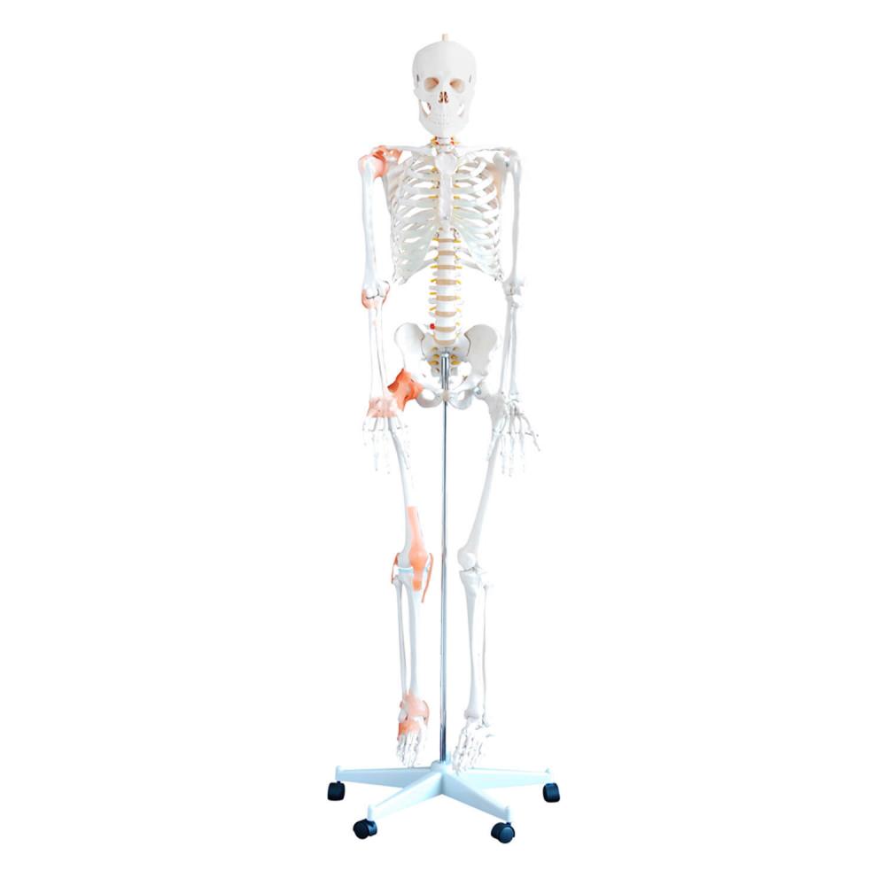 HeineScientific | flexibles Skelett (H130985)