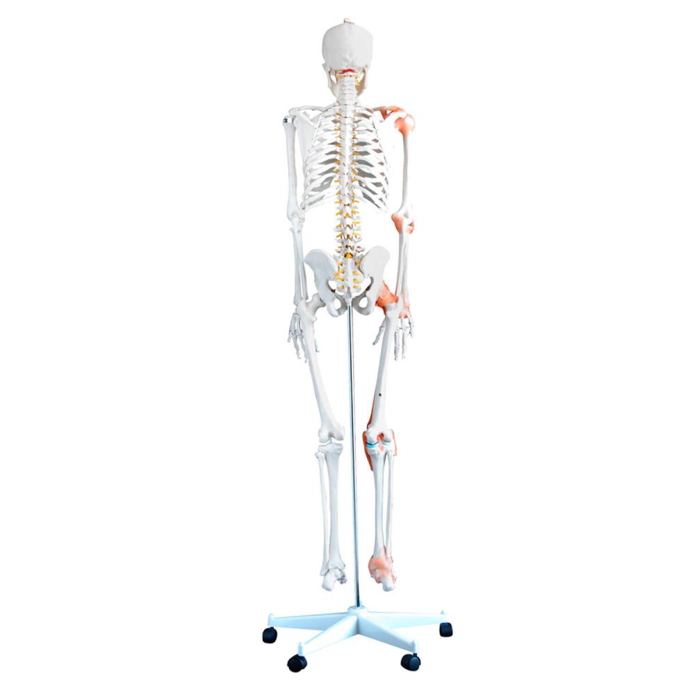 HeineScientific | flexibles Skelett (H130985)