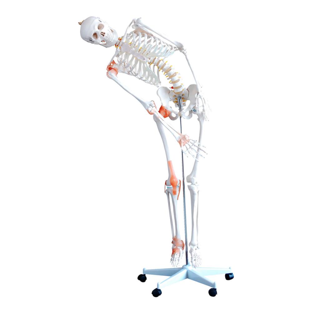 HeineScientific | flexibles Skelett (H130985)