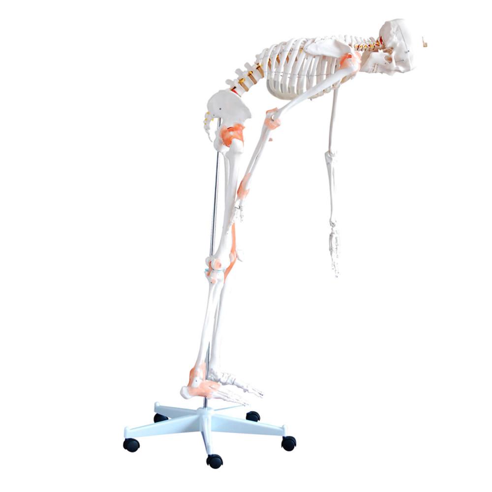 HeineScientific | flexibles Skelett (H130985)