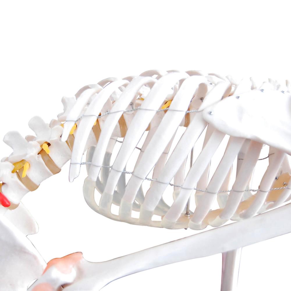 HeineScientific | flexibles Skelett (H130985)