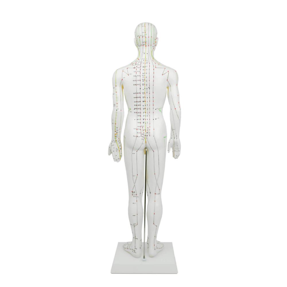 HeineScientific | männliches Akupunkturmodell (H134005)