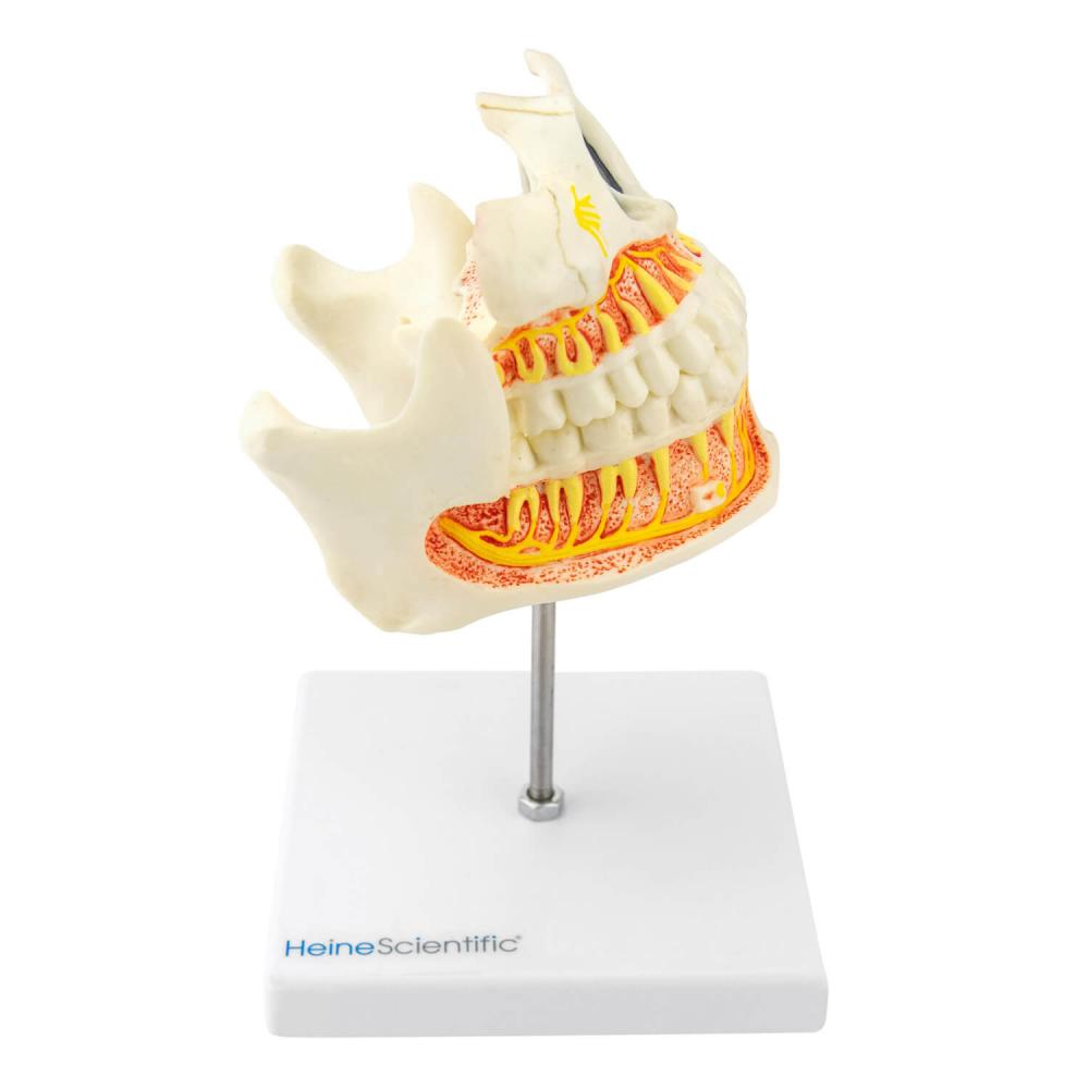 HeineScientific | Erwachsenengebiss (H139026)