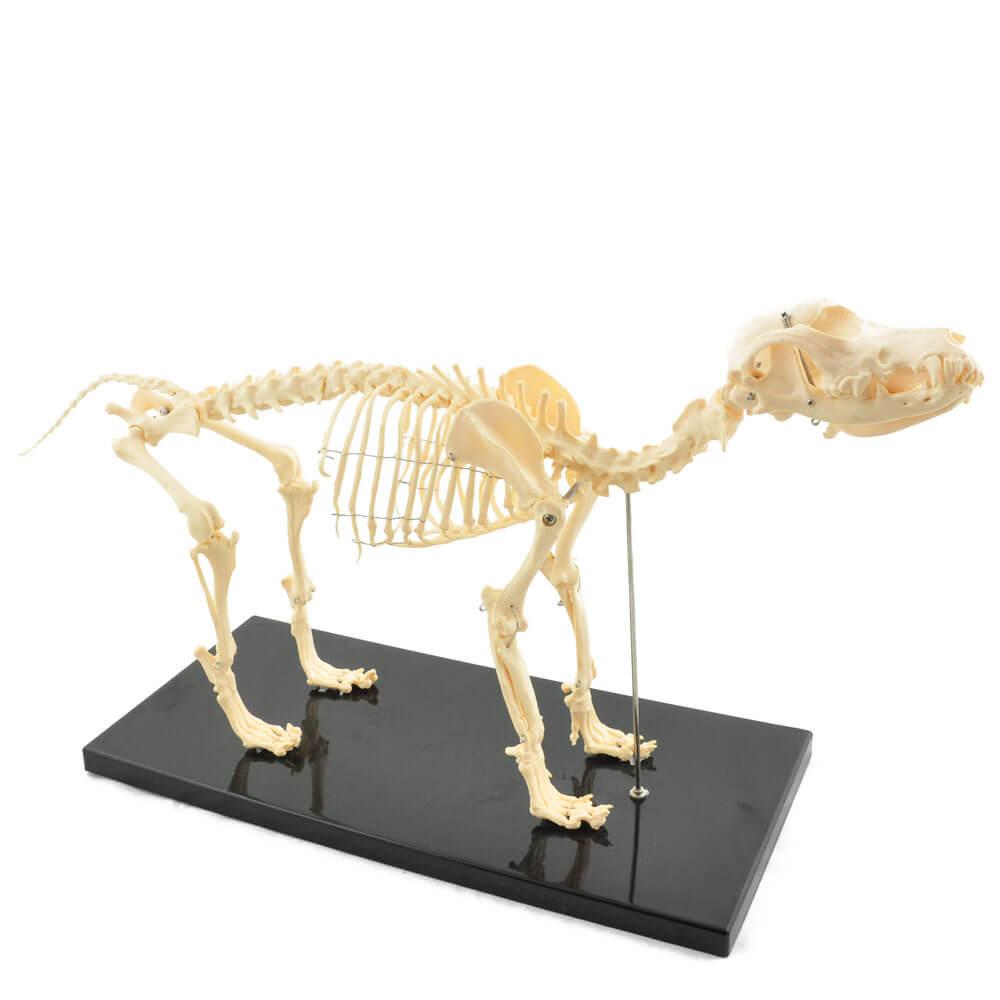 HeineScientific | künstliches Hundeskelett klein (H190910)
