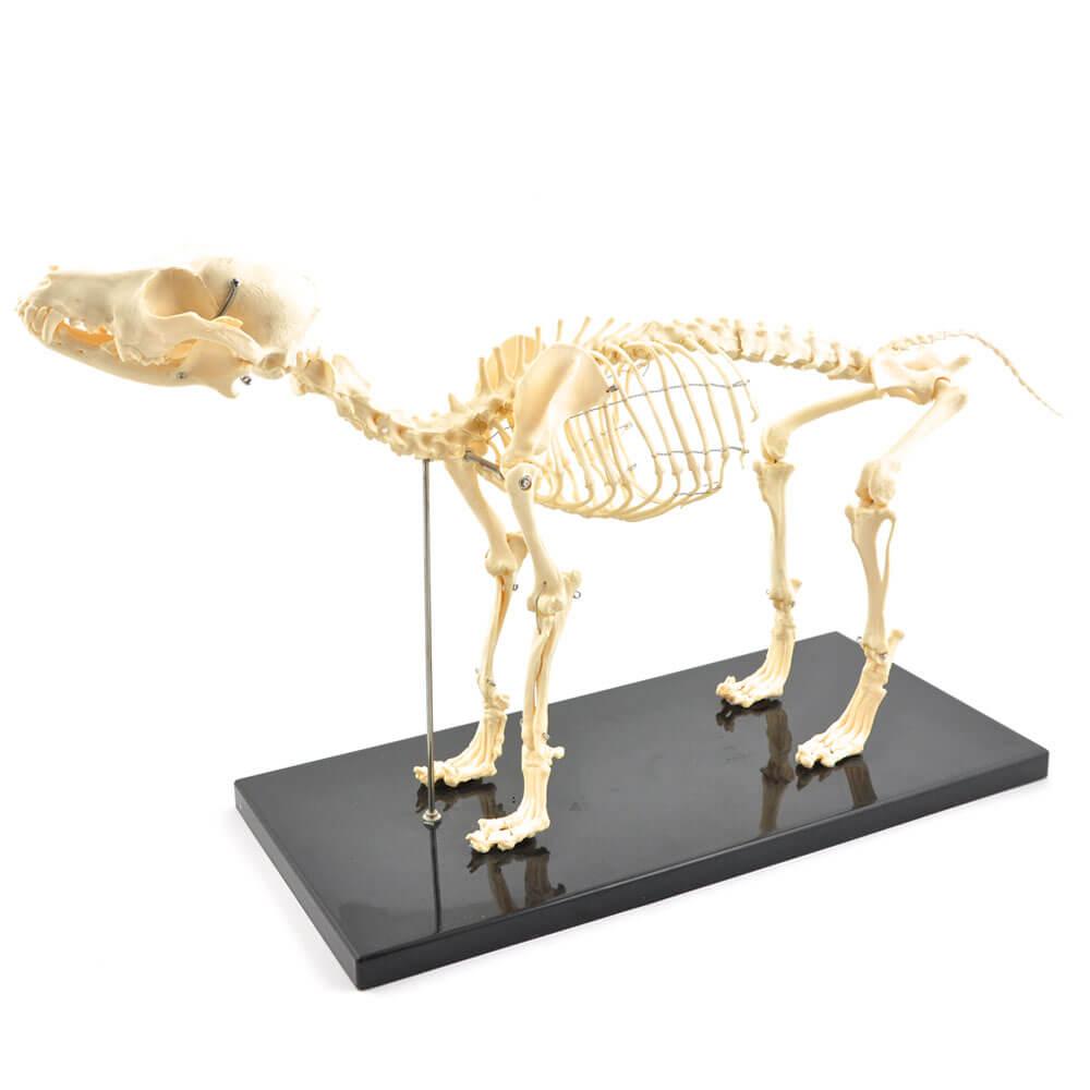 HeineScientific | künstliches Hundeskelett klein (H190910)