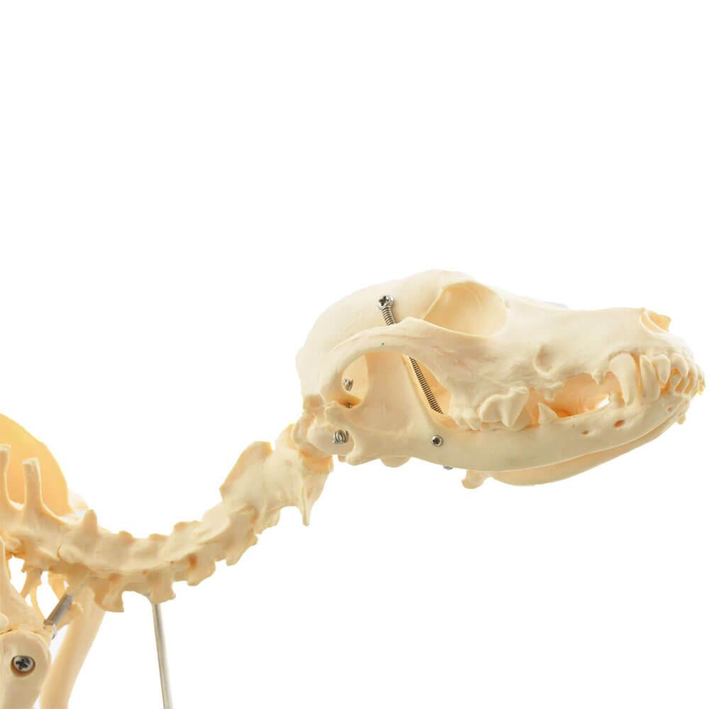 HeineScientific | künstliches Hundeskelett klein (H190910)