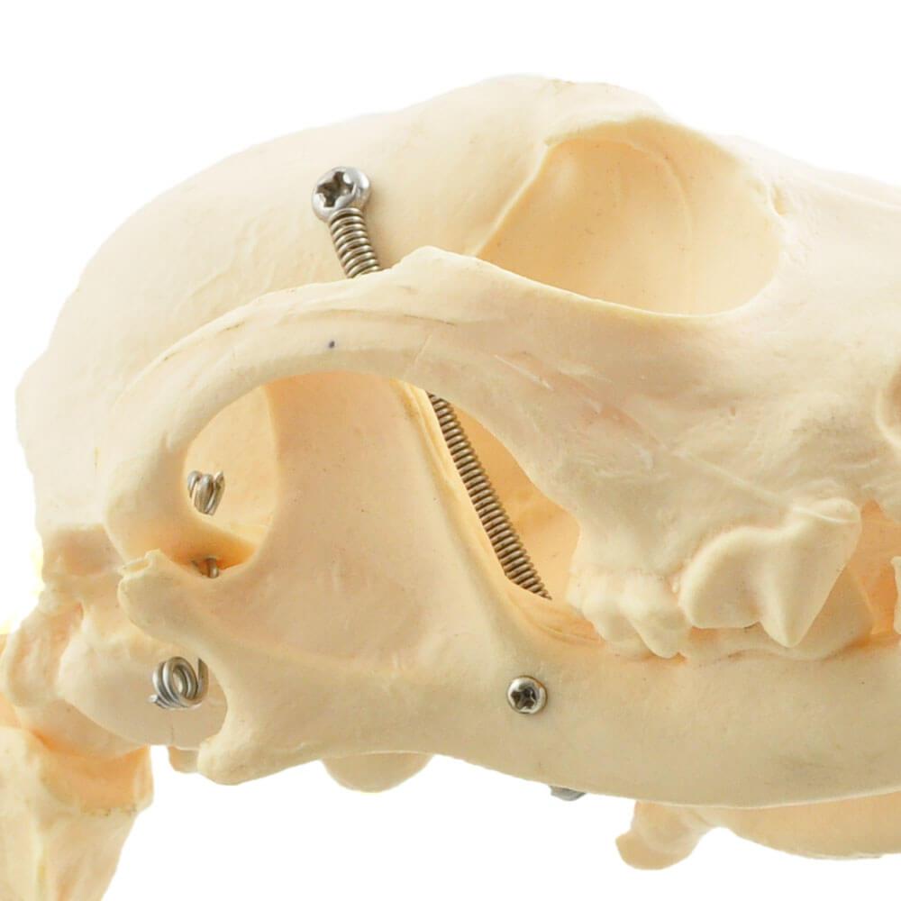 HeineScientific | künstliches Hundeskelett klein (H190910)