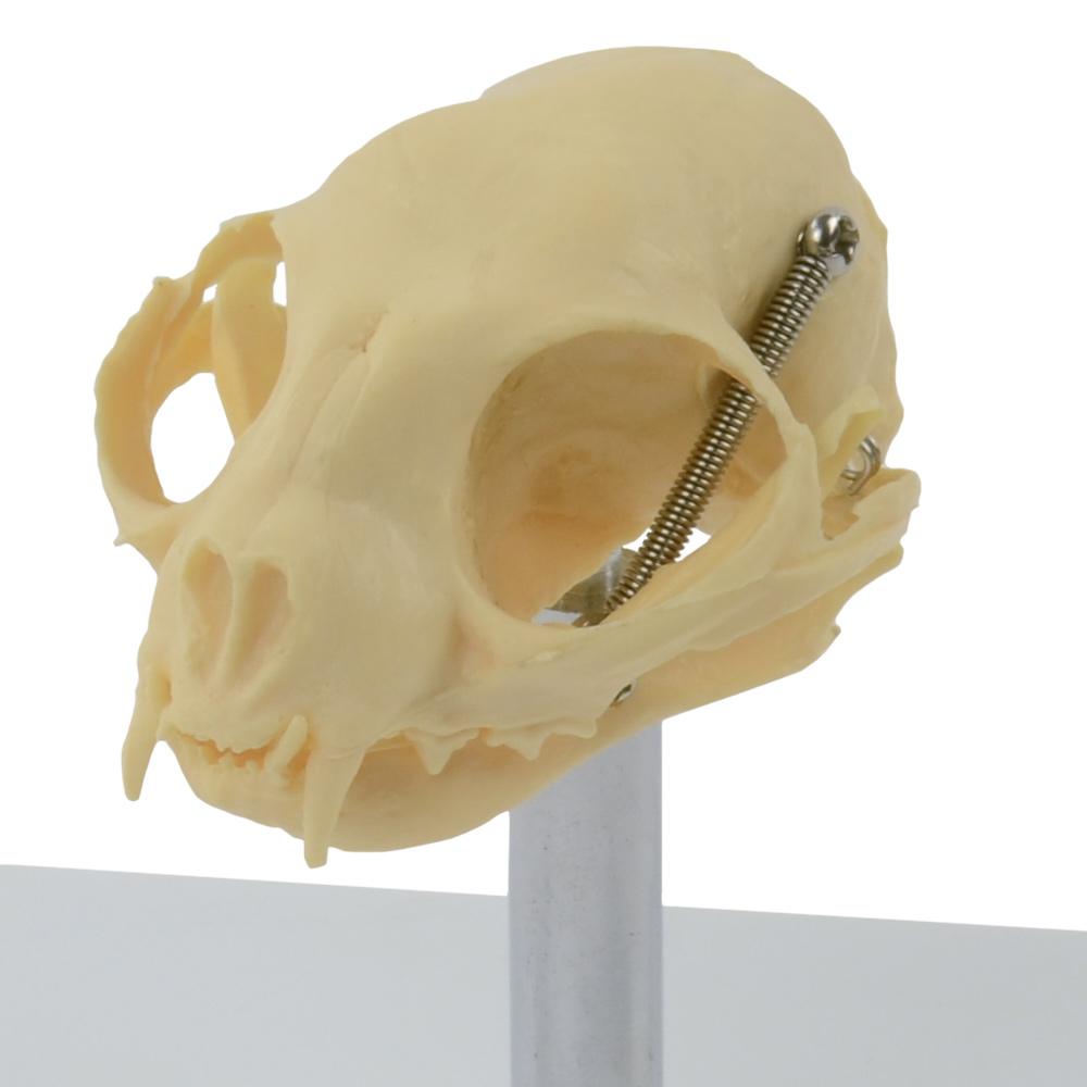 HeineScientific | künstlicher Katzenschädel Skelettmodell (H190912)