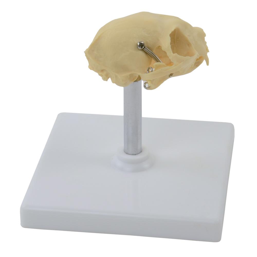 HeineScientific | künstlicher Katzenschädel Skelettmodell (H190912)
