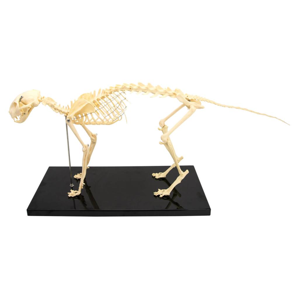 HeineScientific | künstliches Katzenskelett Kunststoff (H191760)