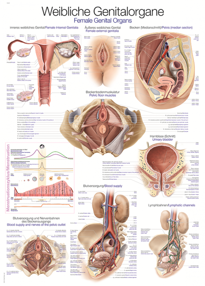 Erler-Zimmer | anatomische Lehrtafel weibliche Genitalorgane (AL124)
