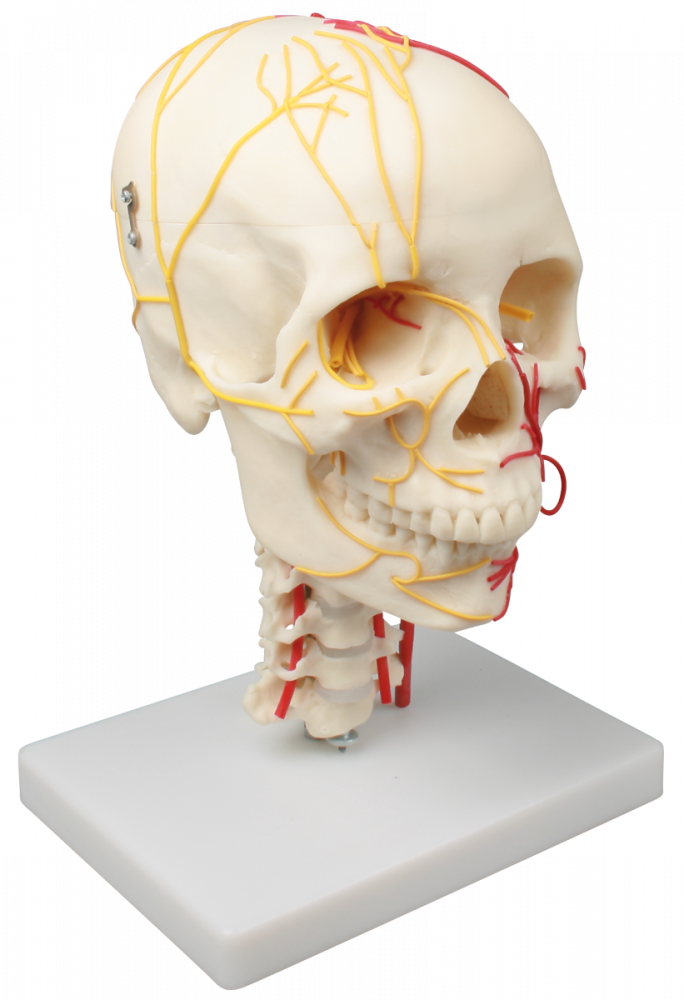 ERLER-ZIMMER | neurovasculärer Schädel (4516)