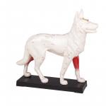 ERLER-ZIMMER | Hundeakupunkturmodell (2060)