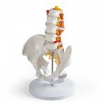 Erler-Zimmer | männliches Becken LWS Lendnemuskel (4044)