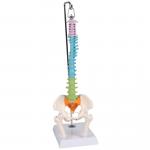 Erler-Zimmer | didaktische Miniwirbelsäule (A253) Becken Lendenwirbel Spinalnerven