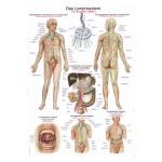 Lehrtafel Lymphsystem (50 x 70)