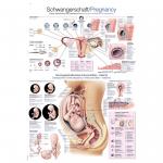 Lehrtafel Schwangerschaft (70 x 100)