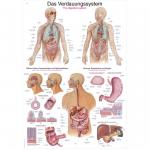 Lehrtafel Verdauungssystem (70 x 100)