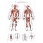 Lehrtafel menschliche Muskulatur (50 x 70)