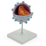 HeineScientific | HIV-Virusmodell (H130499)