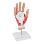 Hand (lebensgroß)