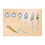 HeineScientific | Spermienentwicklung (H139030)