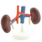 HeineScientific |  Hundeniere (H190078)