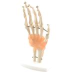 Handskelett mit Bandapparat