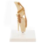 HeineScientific | Skelettmodell Hundeknie mit Bandapparat (H139013)