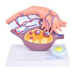 HeineScientific | Follikelreifung (H139079)